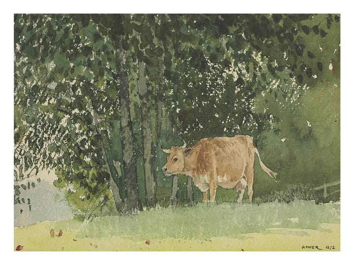 Cow in Pasture