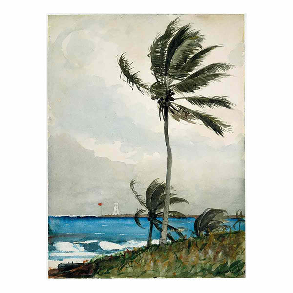 Palm Tree, Nassau