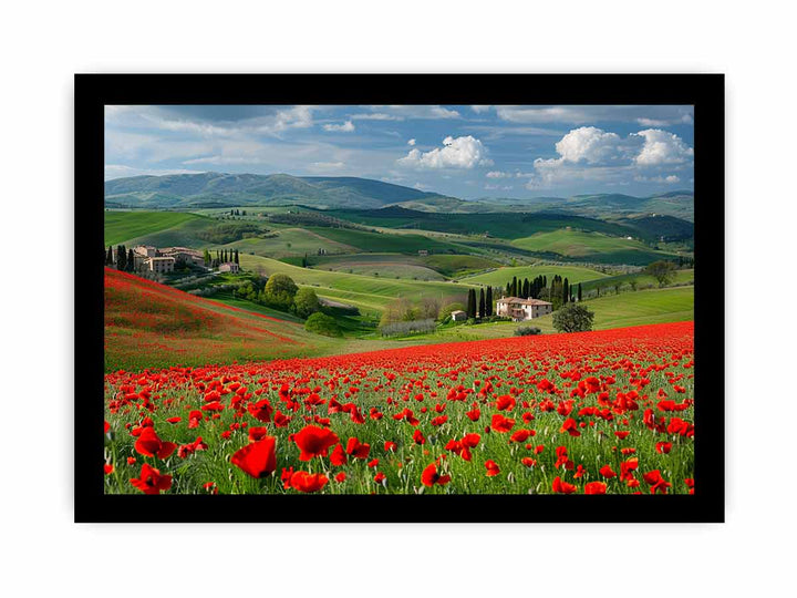 Field Of Poppies