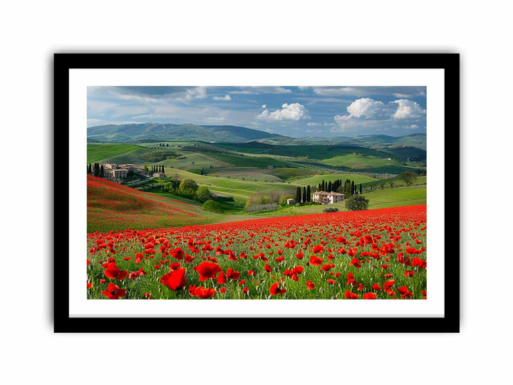 Field Of Poppies