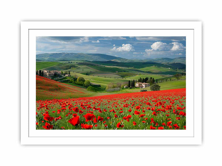 Field Of Poppies