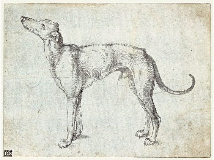 Greyhound