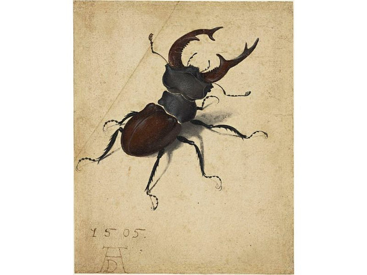 Cervus Lucanus