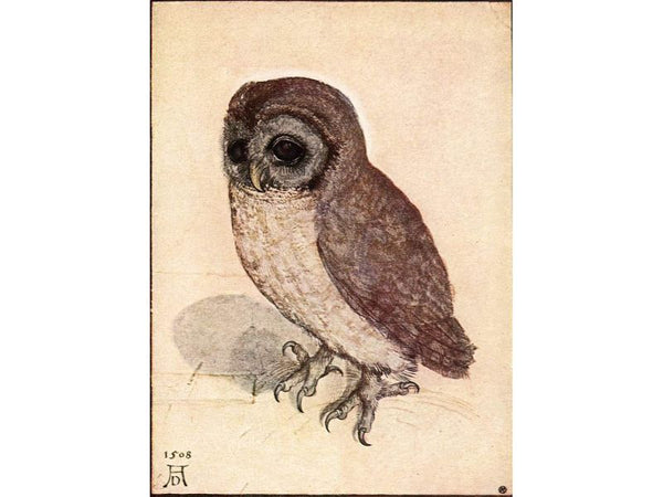 The Little Owl