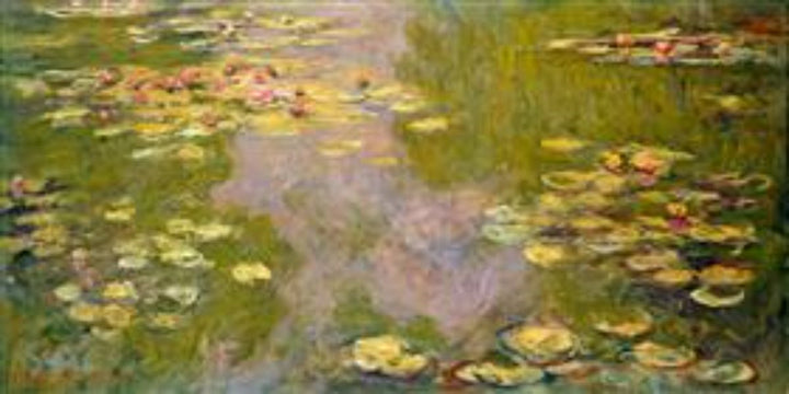 Water lilies ('Yellow Nirvana') 