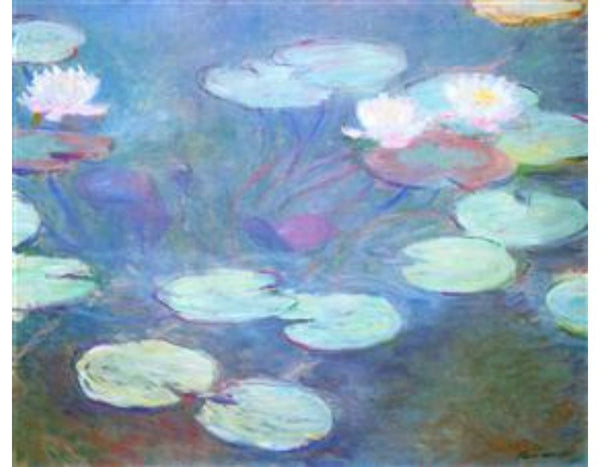 Pink Water Lilies 