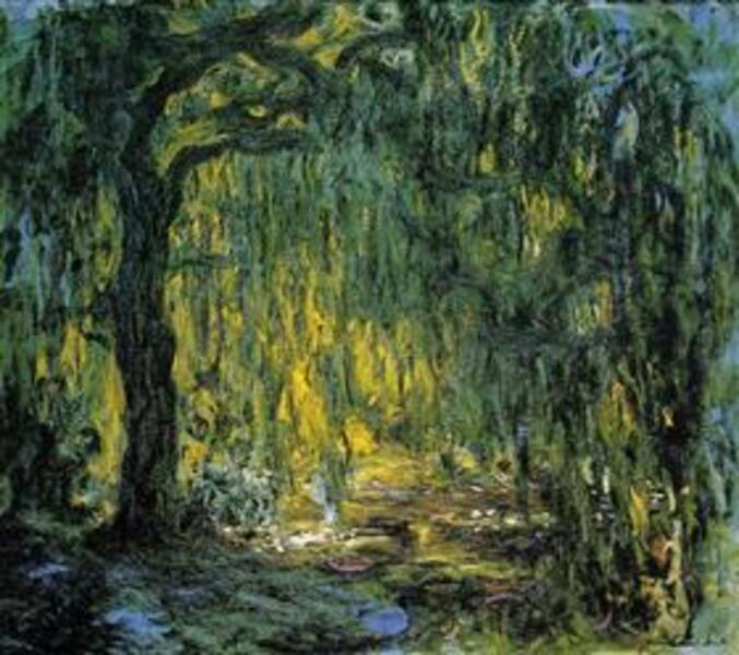 Weeping Willow8 