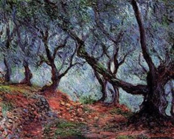 Grove Of Olive Trees In Bordighera 