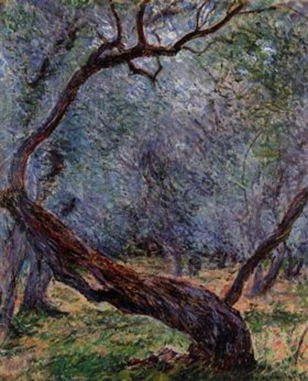 Study Of Olive Trees 