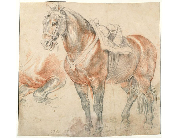 Etude of horse 