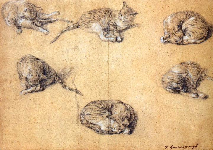 Six studies of a cat 1765-70 