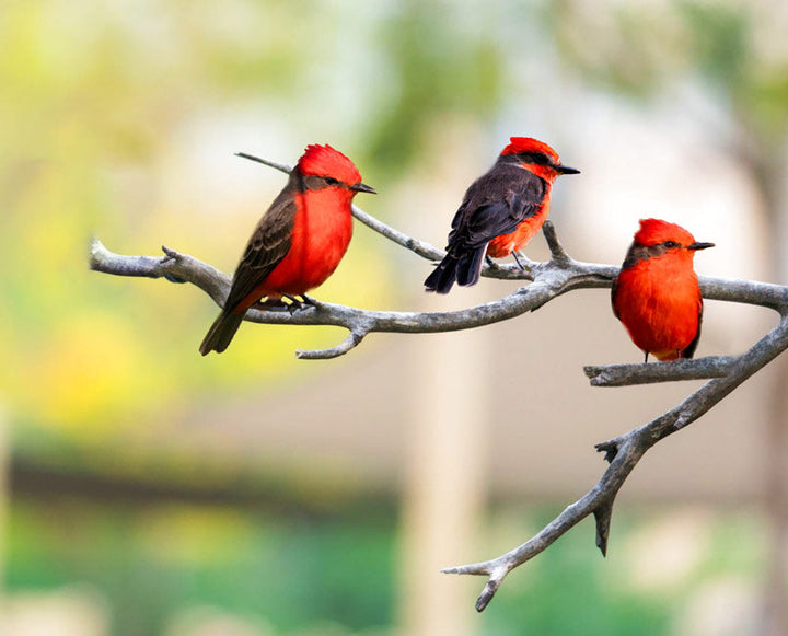 Colorful Bird Painting