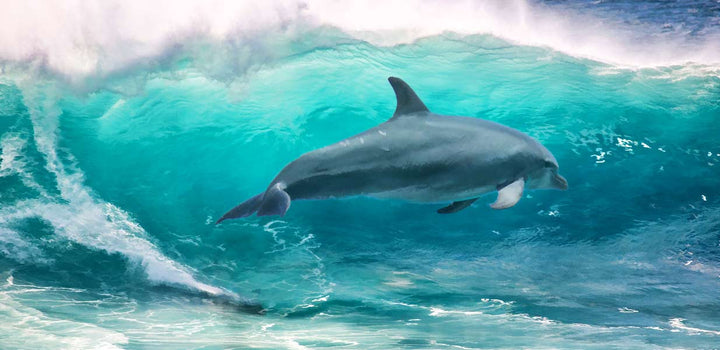 Dolphin Painting