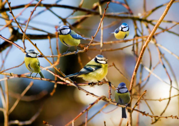 Five Bird Painting