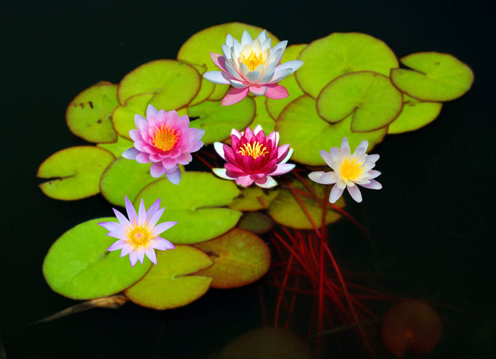 Lily Flower With Stem Painting